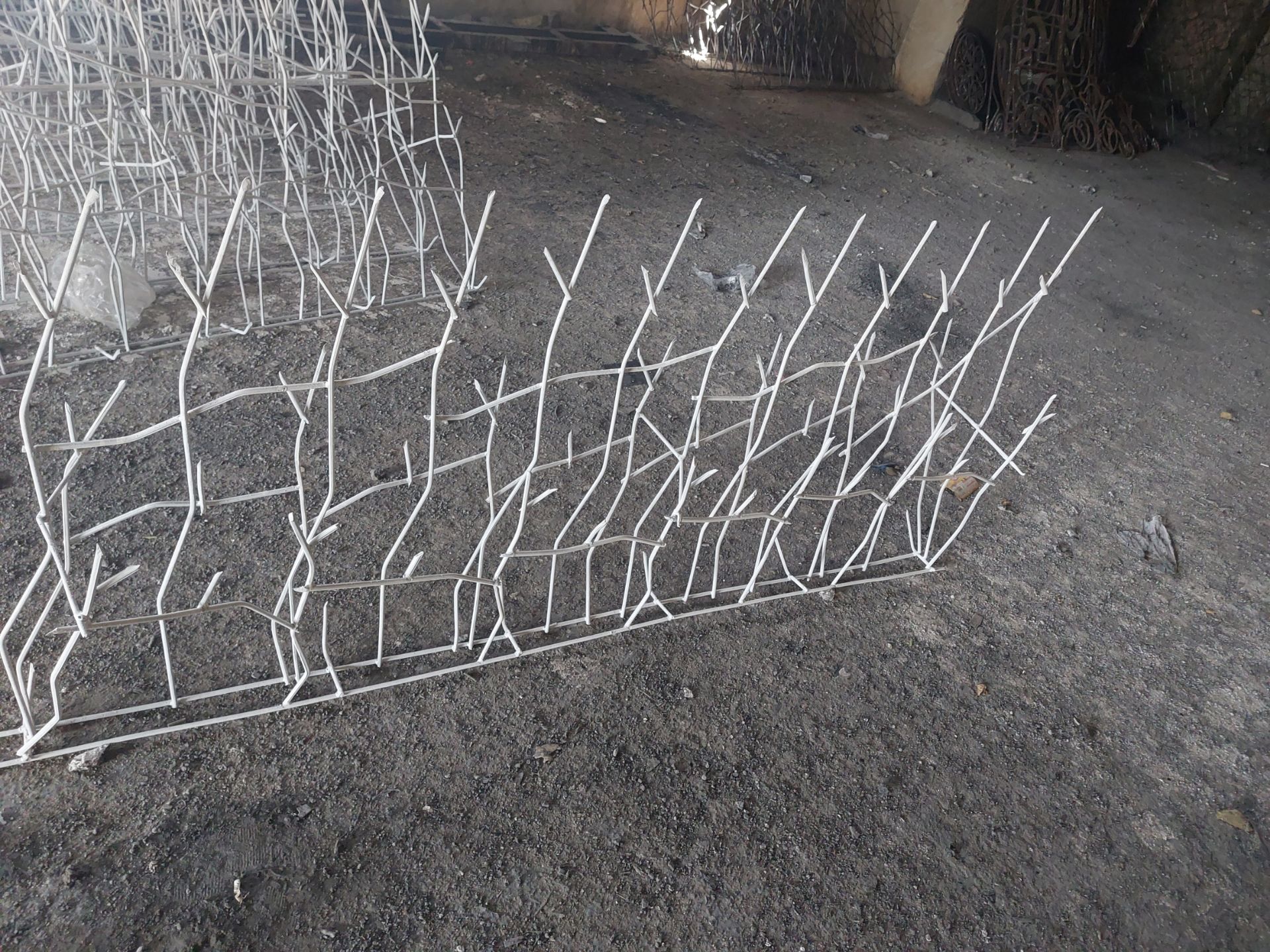 حفاظ شاخ گوزنی